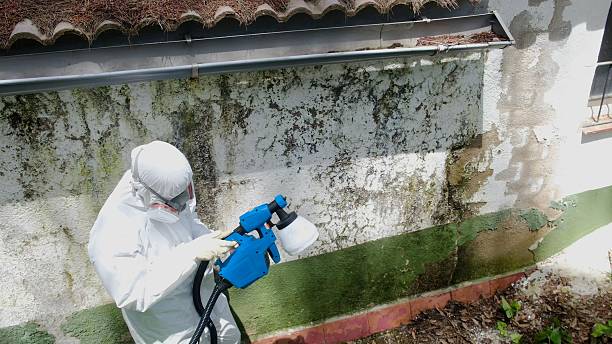 Top rated local Basement Mold Removal specialists in Highland, MD